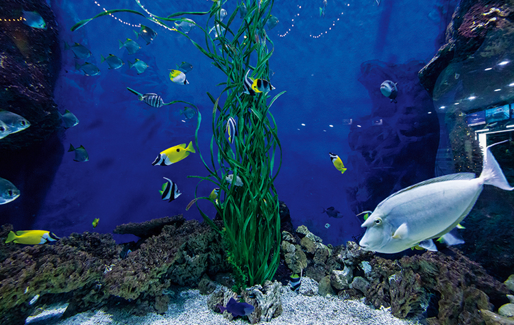 수족관2